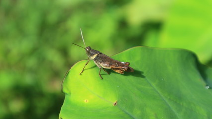 green grasshopper on a leaf