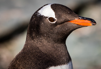 Gentoo penguin, Antarctica (Pygoscelis Papua)