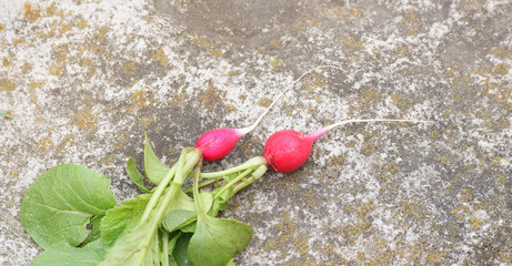 Young red radish with green tops. Radish is a useful vegetable for immunity. Located on the stone. Close-up.