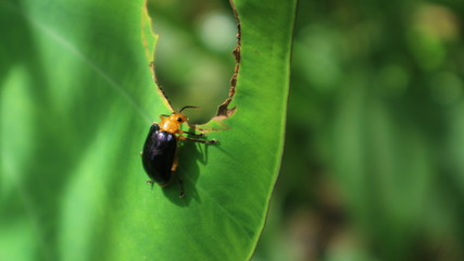 colorado potato beetle