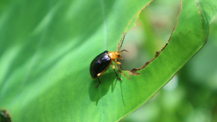 ladybird on leaf