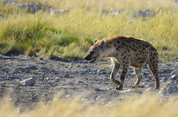 Spotted Hyena walking through the golden grass in Etosha National Park, Namibia