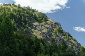 Fototapeta na wymiar Forest in the Alpine Mountains.