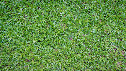 Top view of green grass background.