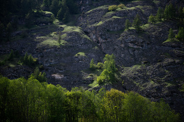Forest in the Alpine Mountains.