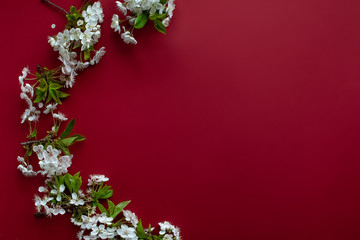 Flatlay arrangement of cherry tree blossoms on deep red background with copy space