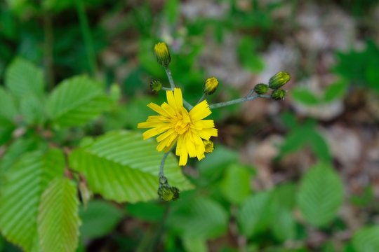 Close up of yellow flower Hieracium murorum in forest
