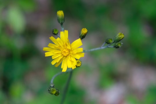 Close up of yellow flower Hieracium murorum in forest