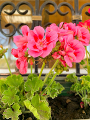 Bright pellargonium flowers on background of window.