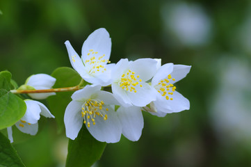 Branch with white flowers in spring.