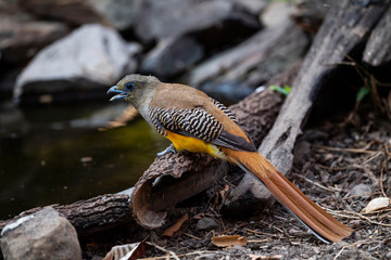 Orange - breasted Trogon