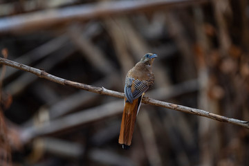 Orange - breasted Trogon