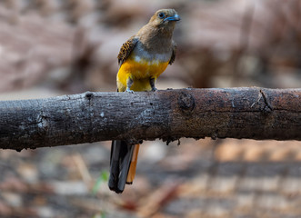 Orange - breasted Trogon