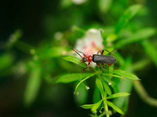 Portrait of cute spring beetle