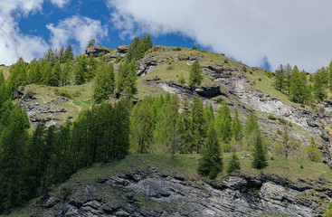 Forest in the Alpine Mountains.