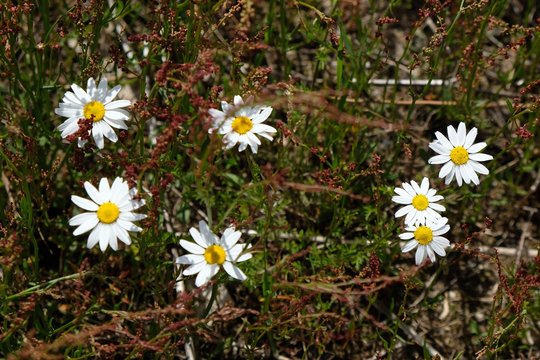 Close up of field with flowers Anthemis cotula (stinking chamomile) and Rumex acetosella (red sorrel, sheep's sorrel, field sorrel and sour weed). They are medicinal plants.