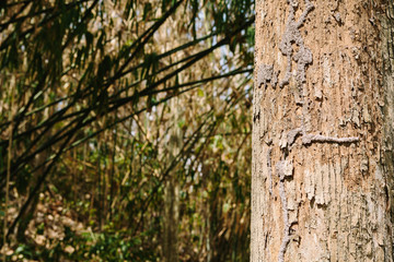 Obraz premium Teak Tree in Thailand precious hardwoods one of the last major areas of tropical forest in Asia