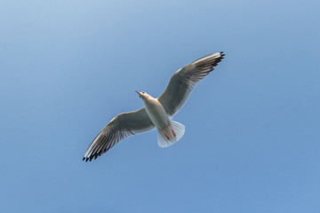 .sea ​​gulls in the sky over Mumbai