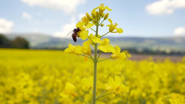 Close-up of a bee flying towards a yellow rape flower, filmed in super slow motion