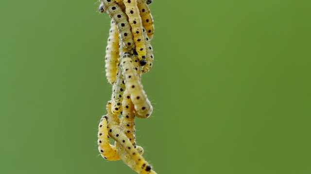Colony of wild ermine web moths in wilderness,close up view