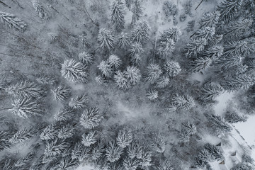 Aerial drone view in mountain forest. Winter landscape. Snowy Fir and Pine trees. Snowy tree branch in a view of the winter forest. Winter landscape, forest, trees covered with frost, snow.