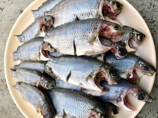 Freshwater Jalebi fish cleaned for cooking for preparing lunch