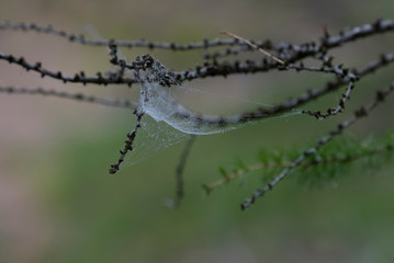 Spider web with drops on a branch.