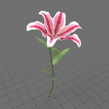 Lily flower 2