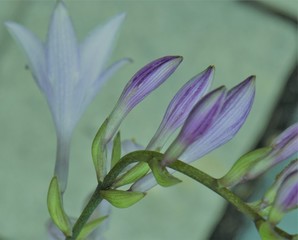 Obraz premium Purple Bell