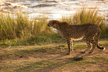A Cheetah at the bank of the Mara river, Masai Mara, Kenya