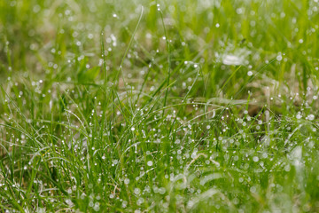 Drops of dew on the tips of grass.