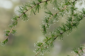 Drops on pine tree branches.