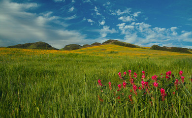 field of flowers