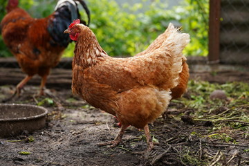 Chicken standing on a rural garden in the countryside. Close up of a chicken standing on a backyard shed with chicken coop. Free range birds