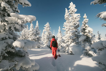 Freerider snowboarder wearing red snowboard jumpsuit walking in winter snow-covered forest, fresh...