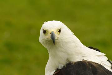 Portrait of a looking bald eagle