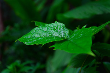 Green leaf