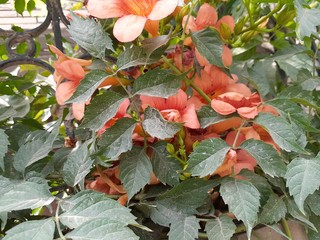 red and yellow flowers