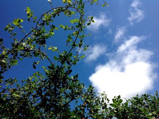 Obraz premium tree and sky