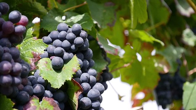Ripe red wine grapes in sunlight with dew drops and vine leaves moving slightly in the wind, about 18 seconds. Grape variety „Dornfelder“. 