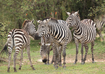 Fototapeta na wymiar A herd of Zebras in the Savannah, Masai Mara, Kenya