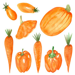 Watercolor hand painted nature garden plants set with orange carrot, pumpkin, squash, tomato, bell pepper vegetables collection isolated on the white background for design elements