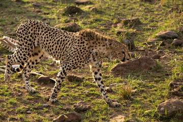 Closeup of a drenched Cheetah in the evening light at Masai Mara, Kenya
