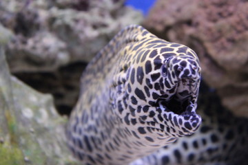fish in aquarium