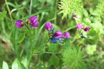 pink flowers in the garden