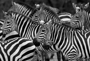 Fototapeta na wymiar Closeup of stripes , Masai Mara, Kenya