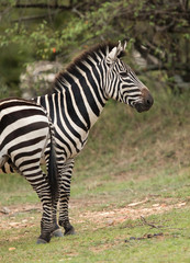 Fototapeta na wymiar Zebras at Masai Mara, Kenya
