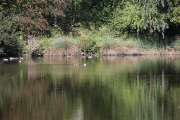 Lake walking