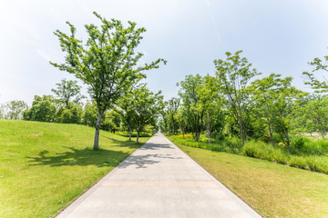 Empty road and green park