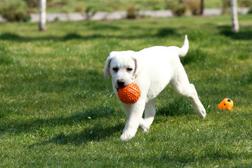 the sweet yellow labrador in the park